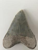 Dent de mégalodon 6,2 cm - Dent fossile - Carcharocles