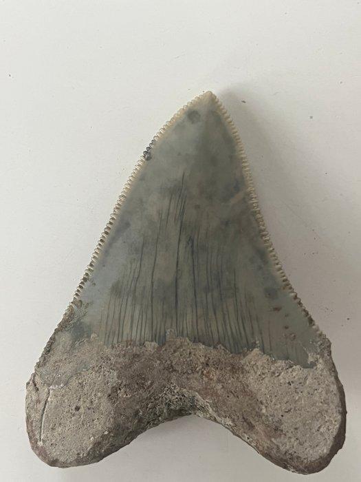 Dent de mégalodon 6,2 cm - Dent fossile - Carcharocles, Antiek en Kunst, Curiosa en Brocante