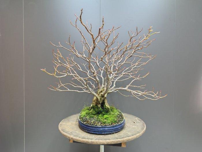 Tilia Cordata Bonsai - Hoogte (boom): 60 cm - Diepte (boom):, Antiek en Kunst, Curiosa en Brocante
