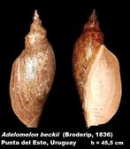 Zeeslak Zeeschelp - Adelomelon beckii (Broderip, 1836)