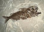 Vis - Fossiel skelet - Berybolcensis leptacanthus (Agassiz)