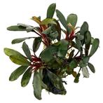 Bucephalandra Motleyana Red mini in vitro, Dieren en Toebehoren, Vissen | Aquaria en Toebehoren, Verzenden, Nieuw
