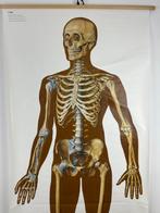 Educatieve anatomische wandplaat – Menselijk skelet met