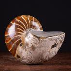 Beste kwaliteit fossiele Nautilus - Cymatoceras-exemplaar -, Verzamelen, Mineralen en Fossielen