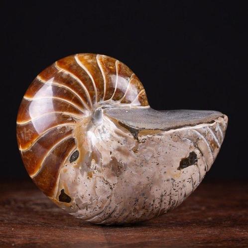 Beste kwaliteit fossiele Nautilus - Cymatoceras-exemplaar -, Verzamelen, Mineralen en Fossielen