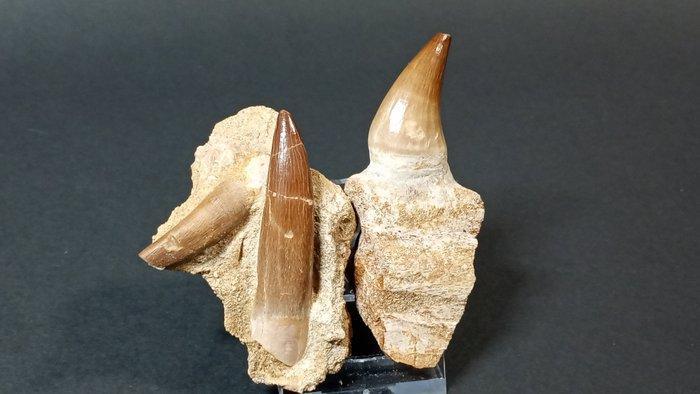 Mosasaurus en Plesiosaurus - Fossiele tanden - Halisaurus, Collections, Minéraux & Fossiles