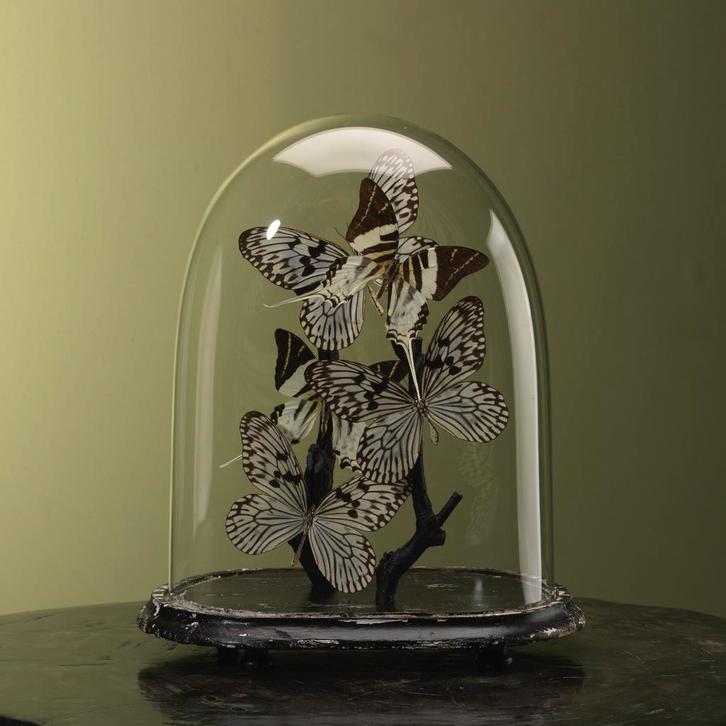 Vlinders in Stolp Taxidermie Opgezette Dieren By Max, Collections, Collections Animaux, Enlèvement ou Envoi