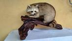 Wasbeer Taxidermie volledige montage - Procyon lotor - dans, Antiek en Kunst