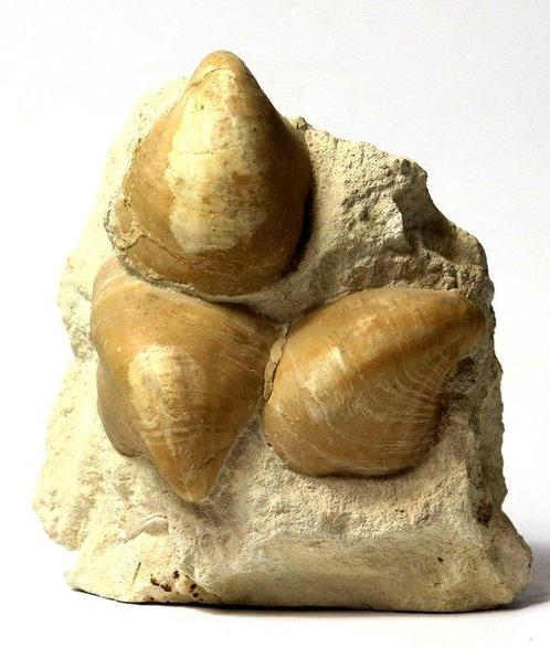 Association de coquillages très jolie et multiple - Autonome, Verzamelen, Mineralen en Fossielen