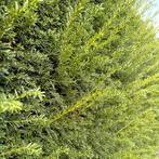 NIEUW - Haagplant - taxushaag 20/30, Tuin en Terras, Verzenden