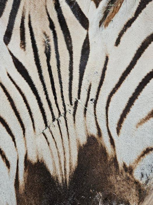 Zebra Taxidermie volledige montage - Equus quagga - 300 cm -, Verzamelen, Dierenverzamelingen