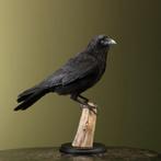 Kraai Taxidermie Opgezette Dieren By Max, Verzamelen, Dierenverzamelingen, Ophalen of Verzenden, Nieuw, Vogel, Opgezet dier