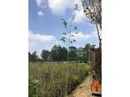 Sierbomen - Linde (x10), Tuin en Terras, Planten | Bomen