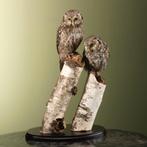 Ruigpootuil Koppel Taxidermie Opgezette Dieren By Max, Ophalen of Verzenden, Nieuw, Vogel, Opgezet dier