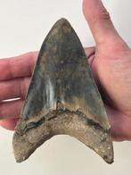 Enorme Megalodon tand 13,1 cm - Fossiele tand - Carcharocles, Verzamelen