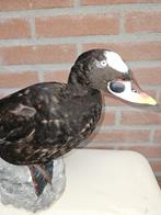 Brilzee-eend Taxidermie volledige montage - Melanitta