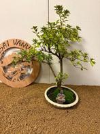 Azalea bonsai (Rhododendron) - Hoogte (boom): 52 cm - Diepte