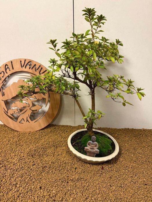 Azalea bonsai (Rhododendron) - Hoogte (boom): 52 cm - Diepte, Antiek en Kunst, Curiosa en Brocante