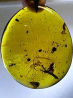 Barnsteen - Burmese Amber-[Big Spider, Sphecomyrminae and, Verzamelen
