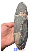 Grote OVIRAPTOR cf philoceratops fossiel ei, Verzamelen