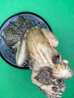 Lord of the Rings - Andy Serkis, Verzamelen, Nieuw