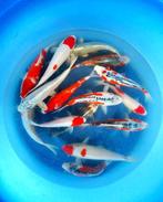 Hirasawa Marusei 28-35cm (Japanse Koi), Tuin en Terras, Ophalen of Verzenden, Nieuw
