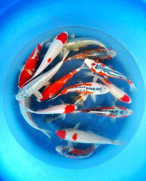 Hirasawa Marusei 28-35cm (Japanse Koi), Tuin en Terras, Vijvers, Nieuw, Ophalen of Verzenden