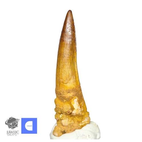 Uitstekende Mooi Bewaarde Spinosaurus Dinosaurus Tand -, Verzamelen, Mineralen en Fossielen