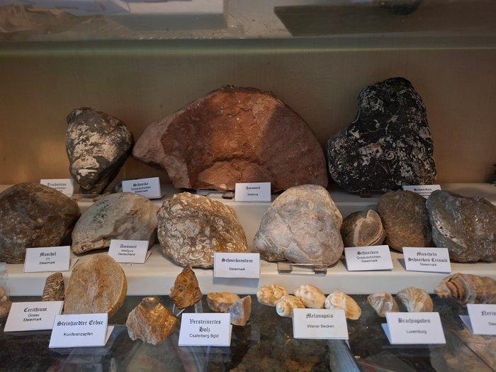 Oude fossielenverzameling met meer dan 30 stukken - Fossiele, Collections, Minéraux & Fossiles
