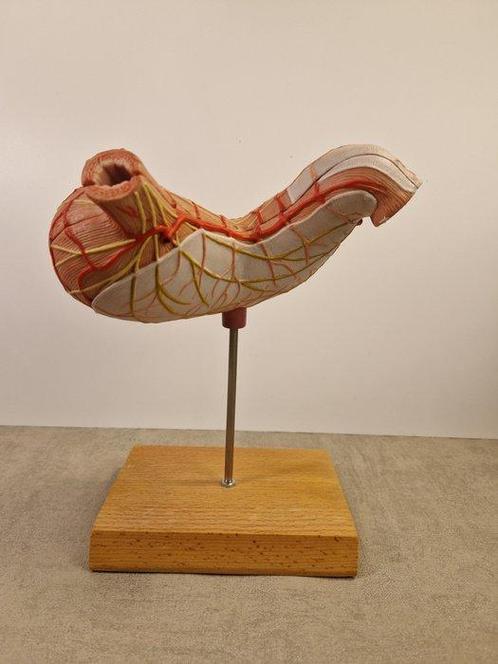 Anémomètre - plastique - 1980-1990 - Modèle anatomique de, Antiek en Kunst, Antiek | Wandborden en Tegels
