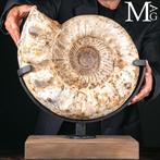 Grote ammoniet - Oerzee - Douvilleiceras – Monument van de, Verzamelen, Nieuw