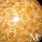 Fossielkoraalbolletjes - Fossiele bol in madreporisch koraal, Verzamelen