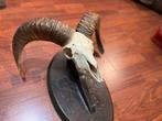 Mouflon Support de tête pour taxidermie - Ovis gmelini