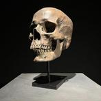 Beeld, NO RESERVE PRICE - Replica Human skull on a custom