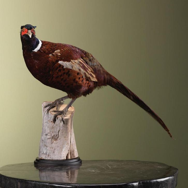 Fazant Taxidermie Opgezette Dieren By Max, Verzamelen, Dierenverzamelingen, Opgezet dier, Nieuw, Vogel, Ophalen of Verzenden