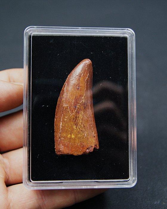 Dinosaurus - Fossiele tand - Carcharodontosaurus saharicus, Verzamelen, Mineralen en Fossielen