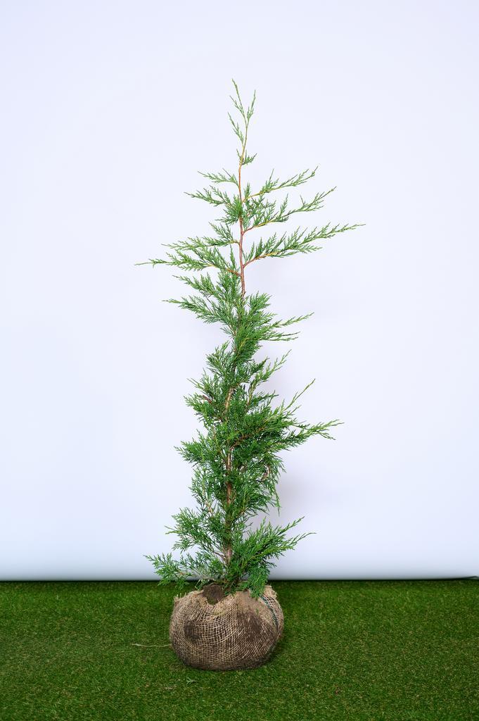 Leylandii - Cupressocyparis Leylandii - Haagplanten, Tuin en Terras, Planten | Struiken en Hagen, Ophalen of Verzenden