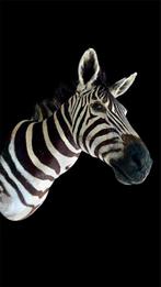 Mountain zebra Support de corps entier pour taxidermie -, Verzamelen, Dierenverzamelingen, Nieuw