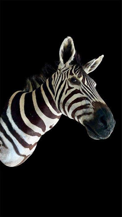 Mountain zebra Support de corps entier pour taxidermie -, Verzamelen, Dierenverzamelingen