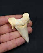 Haai - Fossiele tand - Enorme Otodus obliquus de alta