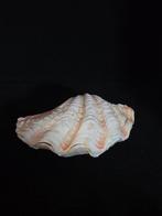 Tweekleppige Schelpdier - M-938 TRIDACNA CROCEA, Nieuw