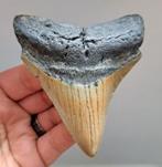Megalodon - Fossiele tand - USA MEGALODON TOOTH - 9.6 cm -