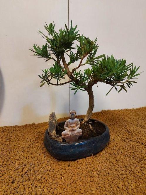 Boeddha-den bonsai (Podocarpus macrophyllus) - Hoogte, Antiek en Kunst, Curiosa en Brocante