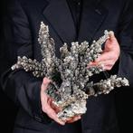 Corail blanc recouvert dargent 925 - Acropora Florida -, Nieuw