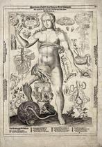 Lucas Kilian (1579–1637) - Rare Engraving - Anatomy of the
