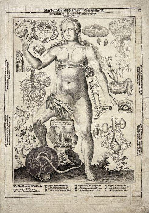 Lucas Kilian (1579–1637) - Rare Engraving - Anatomy of the, Antiquités & Art, Art | Peinture | Classique