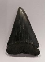 Haai - Fossiele tand - BIG - 6.6 cm - 4.2 cm, Verzamelen