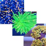 Euphyllia Ultra Pack 2, Dieren en Toebehoren, Vissen | Aquariumvissen