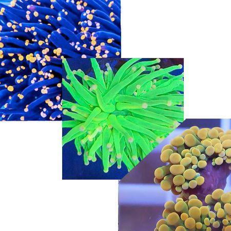 Euphyllia Ultra Pack 2, Dieren en Toebehoren, Vissen | Aquariumvissen