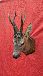 Reebok Taxidermie wandmontage - Capreolus capreolus - très